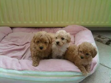 AKC Poodle Puppies