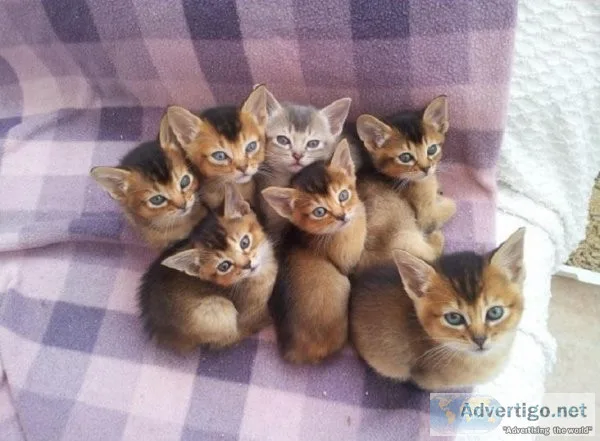 READY Now Gorgeous  Abyssinian Kittens