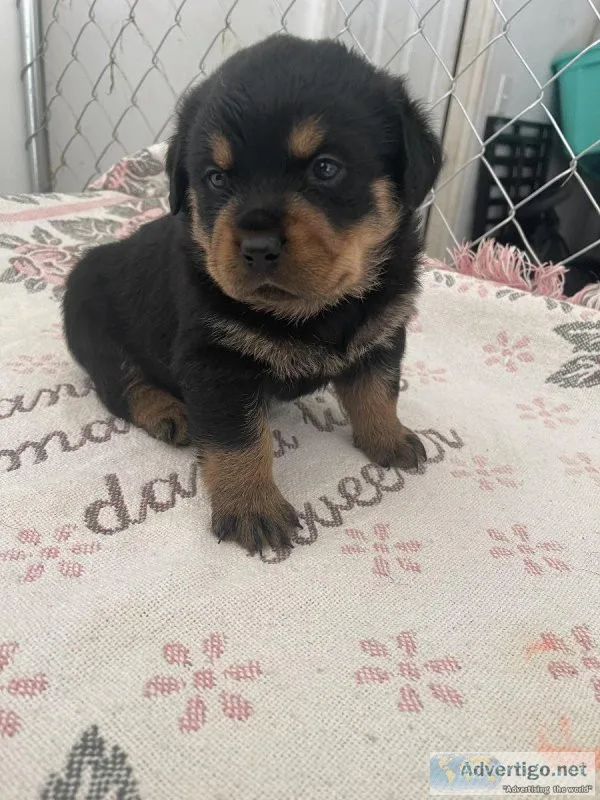 Rottweiler Puppies