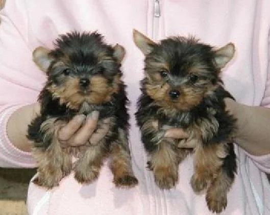 Yorkshire terrier puppies
