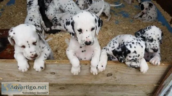 AKC Dalmatian Puppies