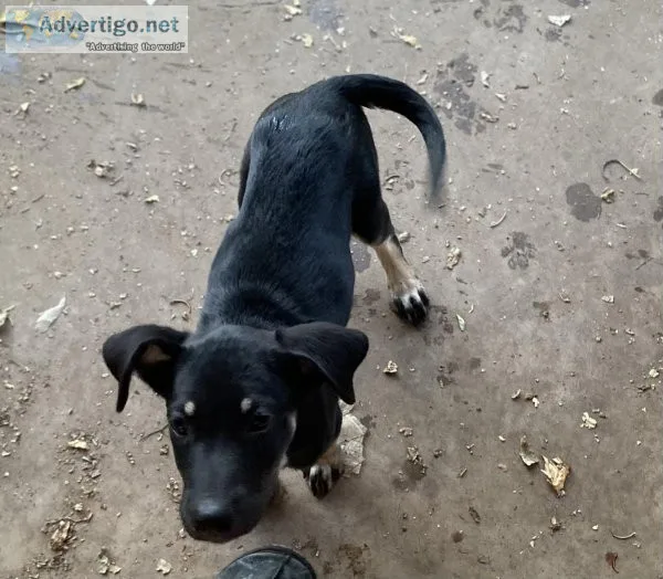 Rehoming Male puppy