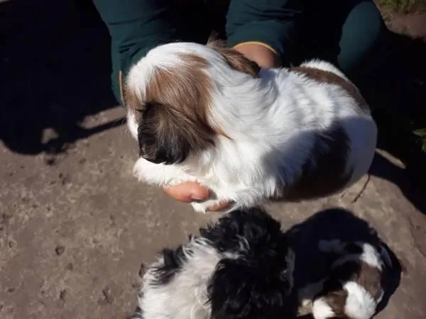 Wonderful shih tzu puppies ready for re-homing