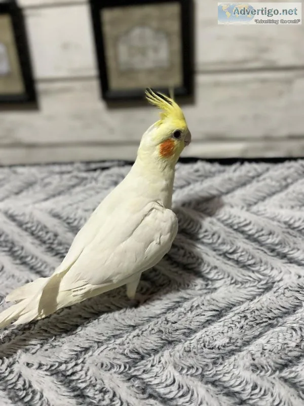 Beautiful Cockatiels