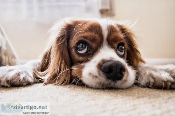 Get Your Esa Approval Letter For Your Pet Easily