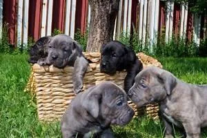 Cane corso puppies available now