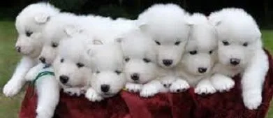 Samoyed Puppies Available Taking Deposits