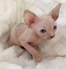 HAIRLESS Sphynx  KITTENS FOR SALE