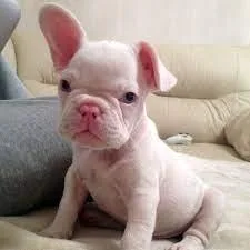 2 French bulldogs pups for sale