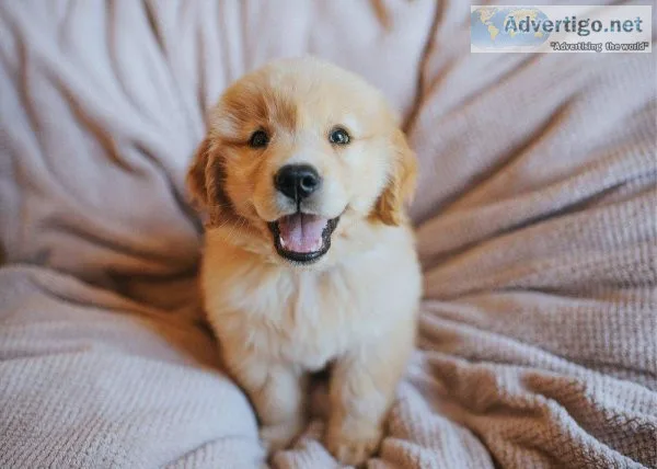 Golden Retriever Puppies