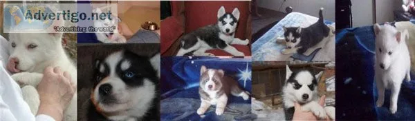 Siberian Husky Puppies