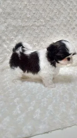 Quality Female Shih-Tzu puppy.