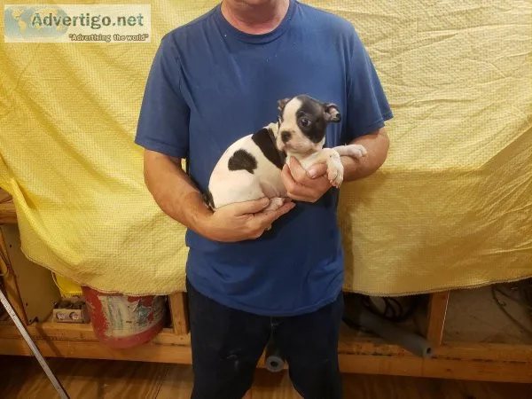 Boston Terriers