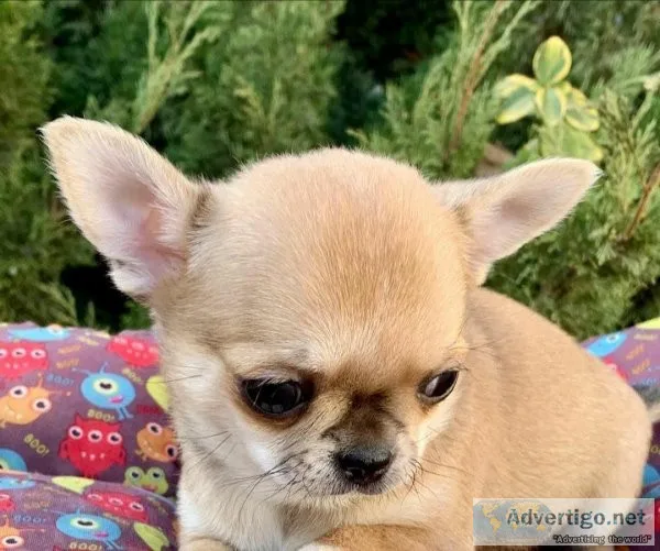 Male and Female Golden  chihuahua puppies now available