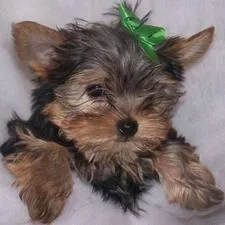 Yorkie Puppies Available