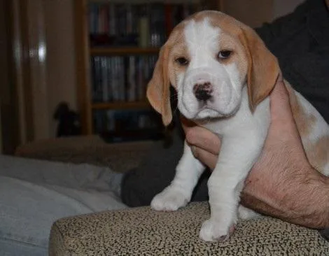 Beagle Puppies For Sale