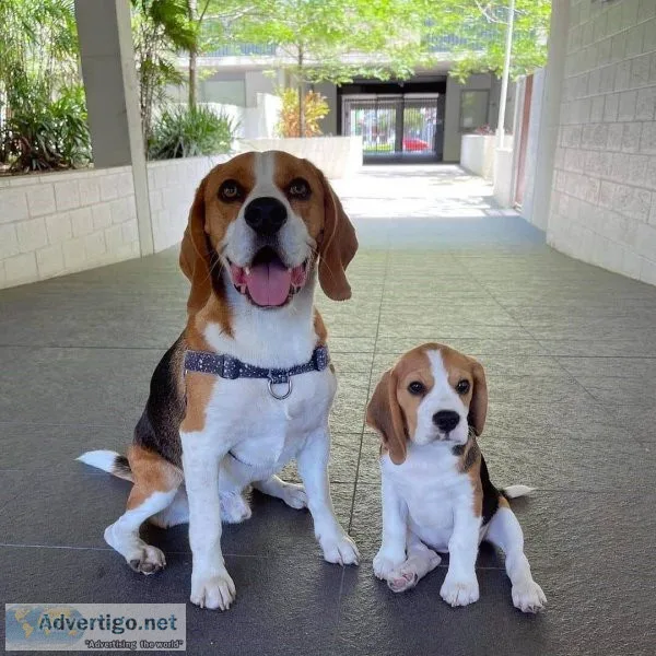 Fabulous Akc Beagle Puppies