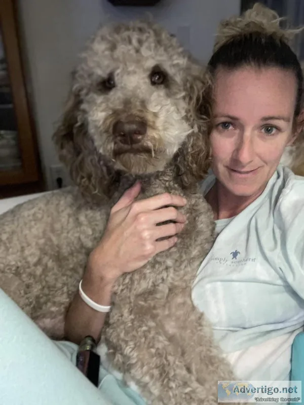 CKC double doodle puppies