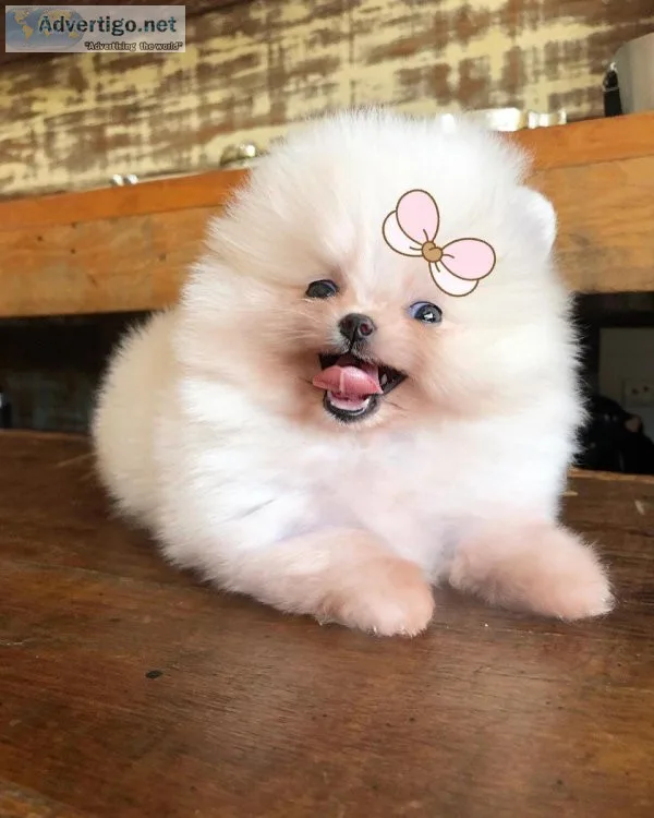 Yorkie and Pomeranian puppies for sell