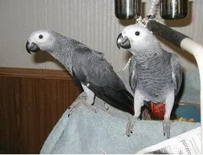 African grey parrots - Both are DNA Tested.