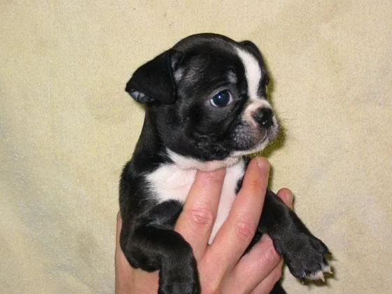 Boston Terrier Puppies