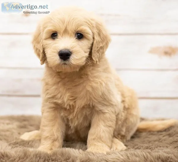 Medium F1B Goldendoodles For Sale