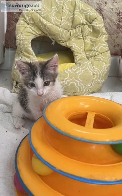 8 weeks old calico female kitten