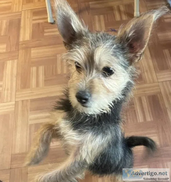 Chorckie Terrier mix
