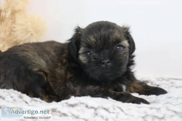 Macchiato Female Shihpoo