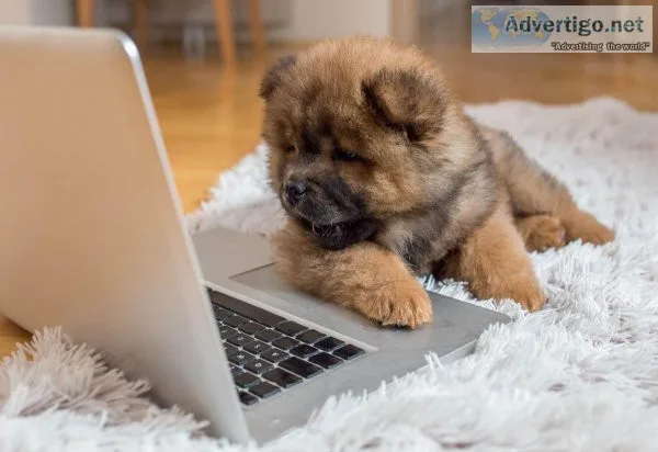 Chow Chow puppy