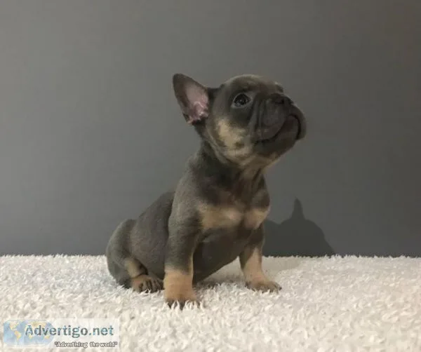 French Bulldog Puppy