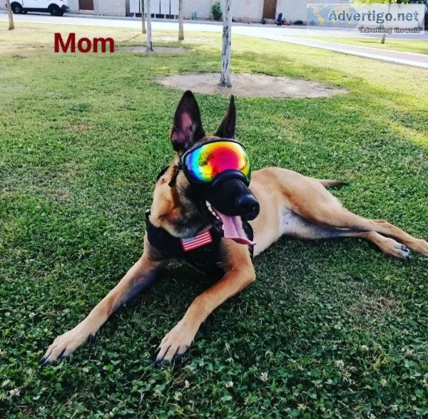 Belgian Malinois Puppies
