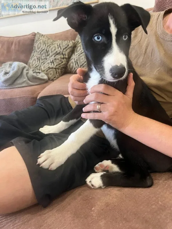 Border CollieHusky mix