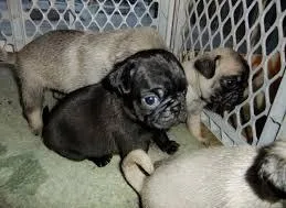Pug Puppies AVAILABLE