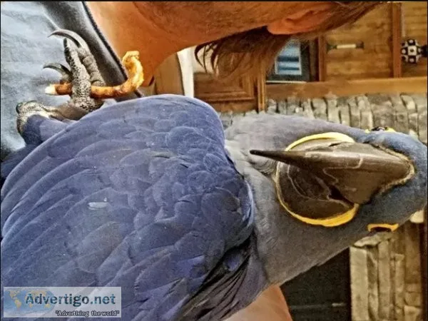 Hyacinth macaw parrots for adoption