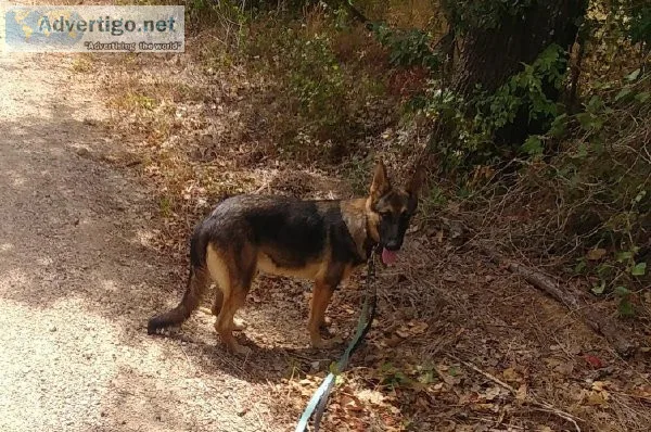 AKC German Shepherd Dogs