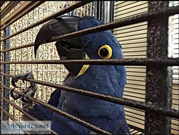 Hyacinth macaw parrots for adoption