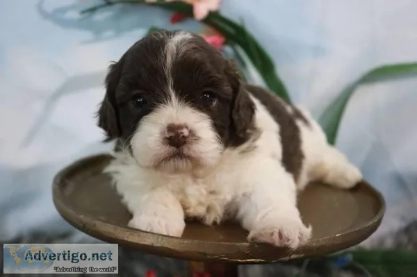 Wrangler Female Shihpoo