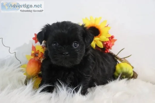 Espresso Female Shihpoo