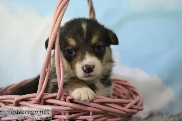Ariel Female Pembroke Welsh Corgi