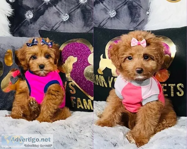 Cavapoo Puppies