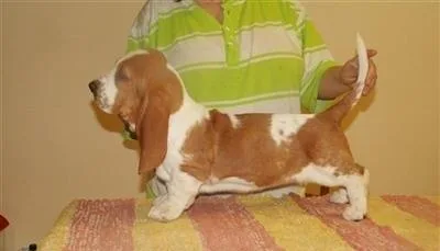 Basset Hound Puppies