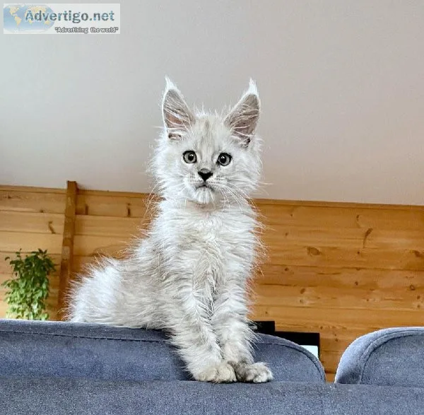 Get Up 25% Off Per Main Coon Kitten