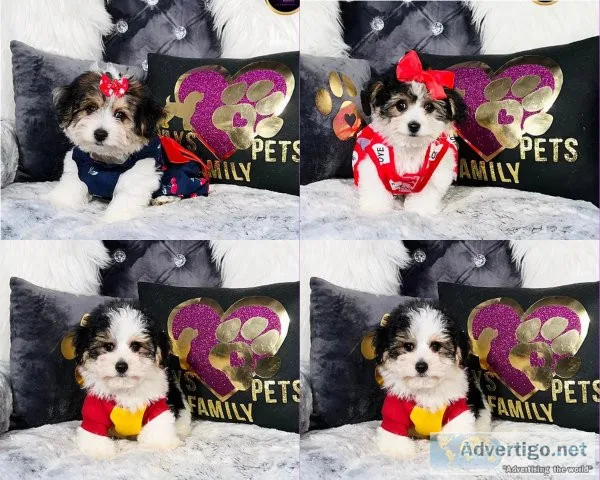 Yorkipoo Puppies
