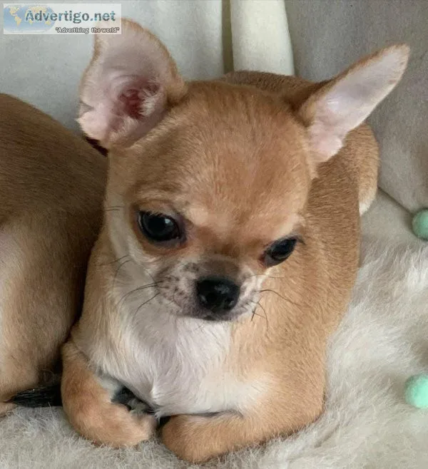 AKC Registered Teacup chihuahua puppies
