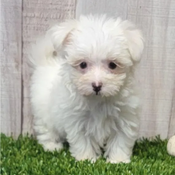 ADORABLE MALTESE PUPPIES