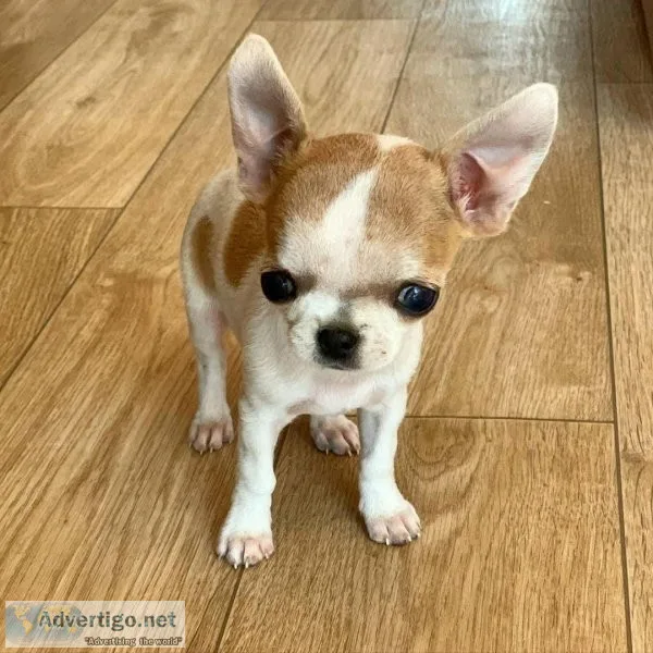 Entertaining smooth coat puppies for adoption