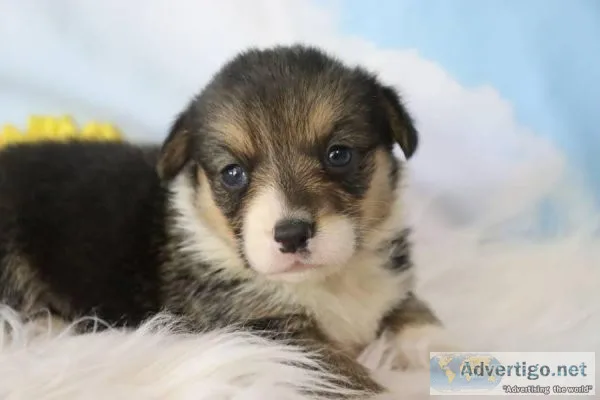 Elsa Female Pembroke Welsh Corgi