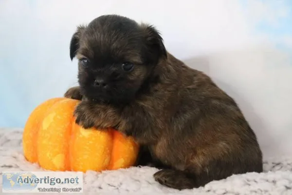 Pumkin Spice male Shihpoo