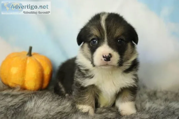 Goofy male Pembroke Welsh Corgi